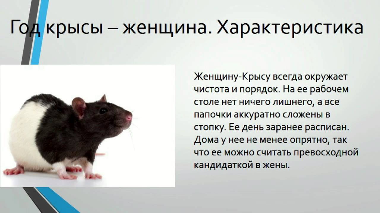 Гороскоп Рожденный В Год Крысы