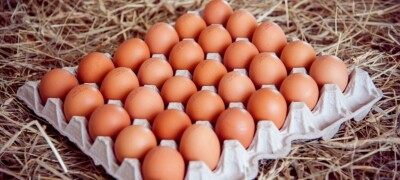 Температура и правила хранения яиц