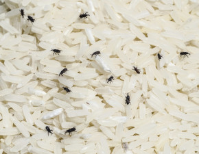 Как эффективно избавиться от жучков в крупе