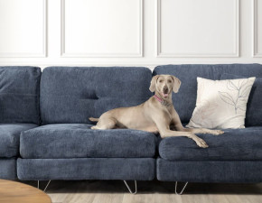 Защита мягкой мебели от домашних животных