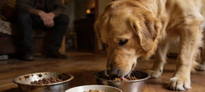 Как правильно перевести кошку или собаку на новый корм