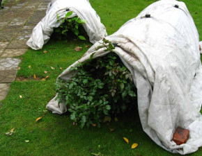 Утепление роз на зиму — как проводить работы по утеплению