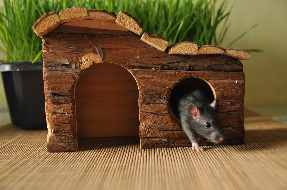 домик для крысы