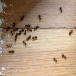 как избавиться от муравьёв