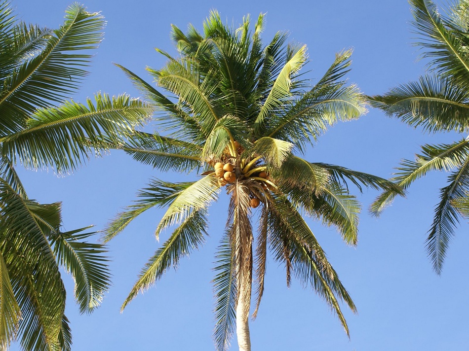 Почему обрезают пальмы