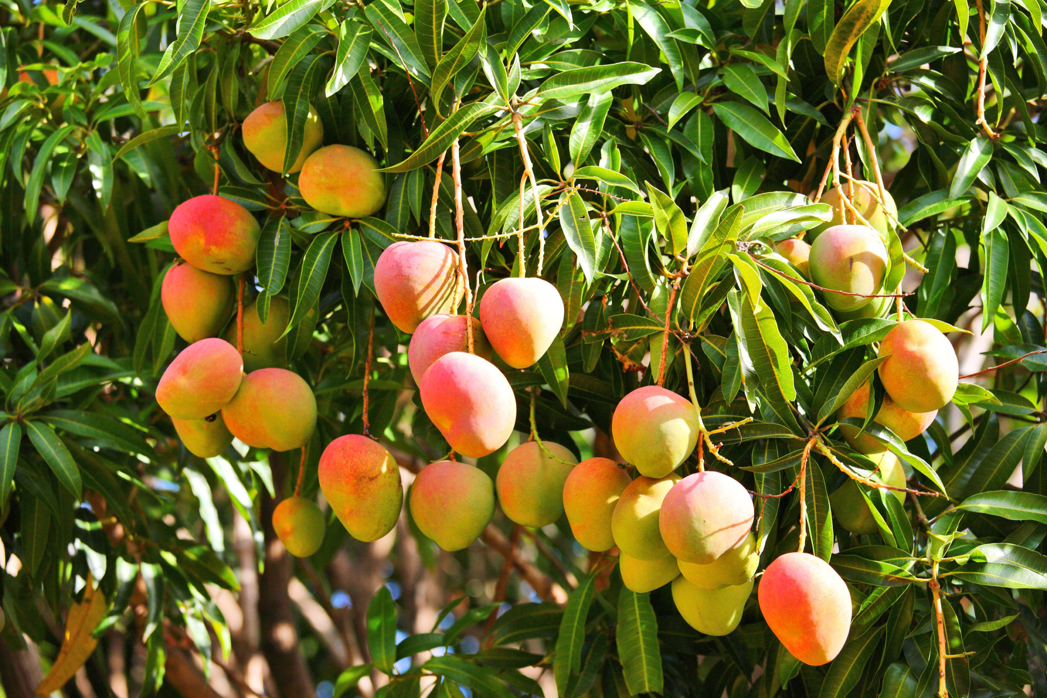 Карликовое манговое дерево