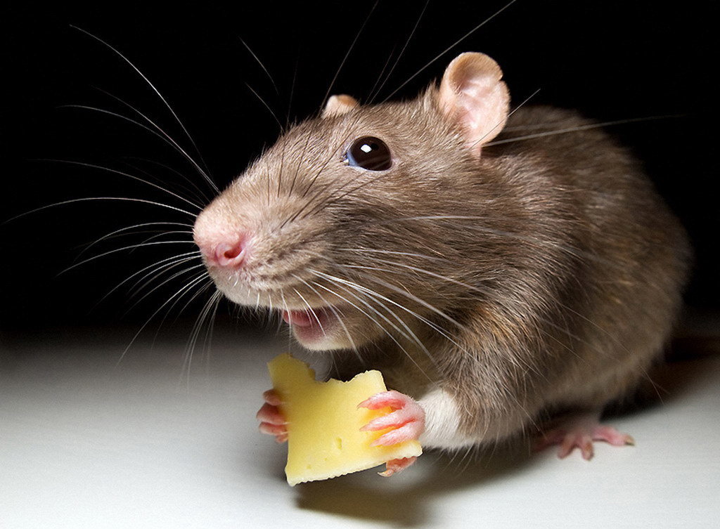 Что делать если в квартире завелись мыши