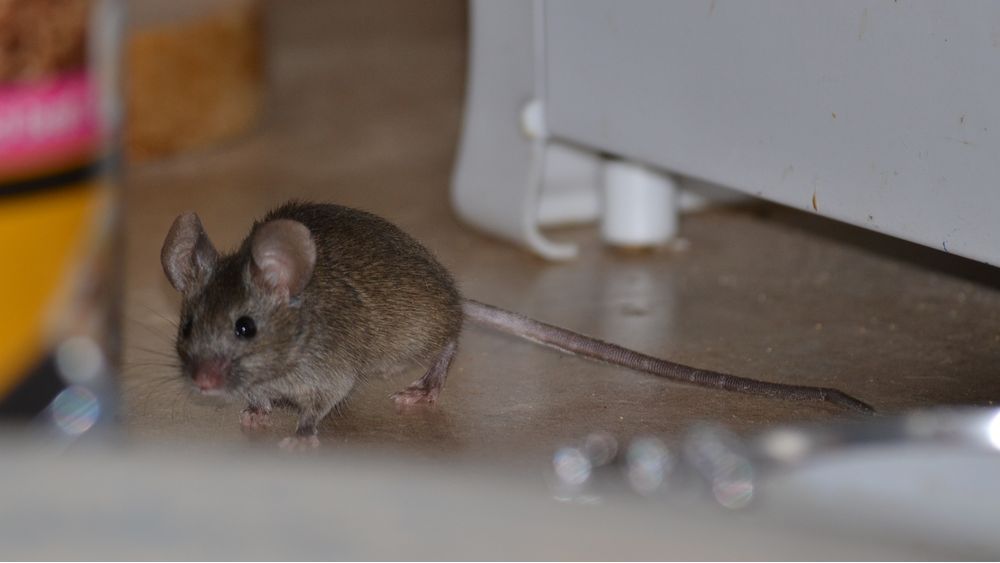 мышь в доме