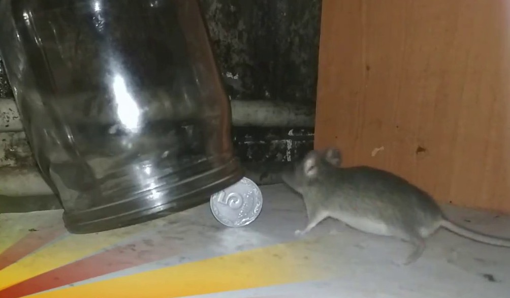 Как самому сделать ловушку для мышей