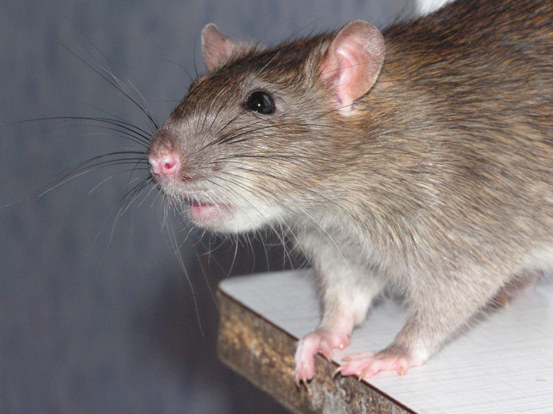 как избавиться от крыс в квартире