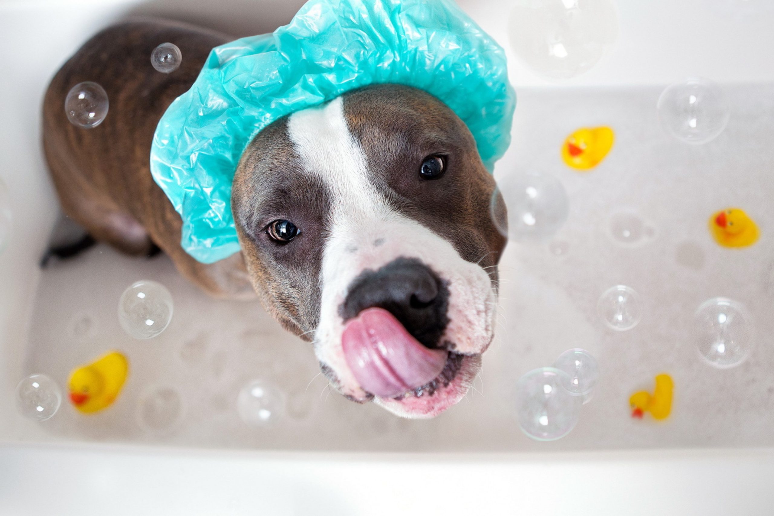 мытье большой собаки в ванной