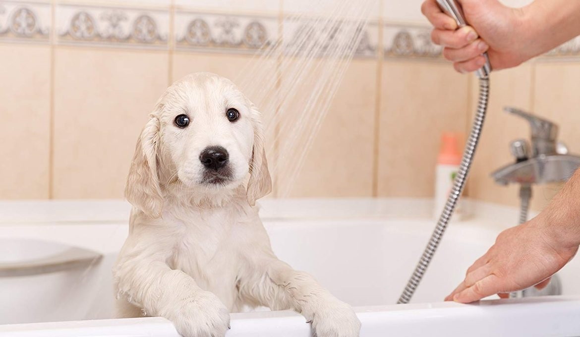 белую собаку моют душем