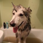 собака после мытья мокрая