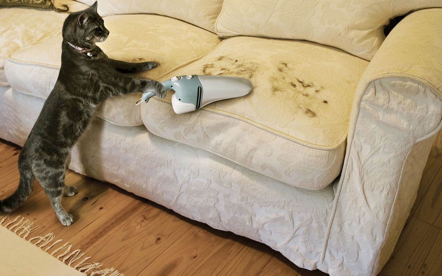 кот чистит диван пылесосом