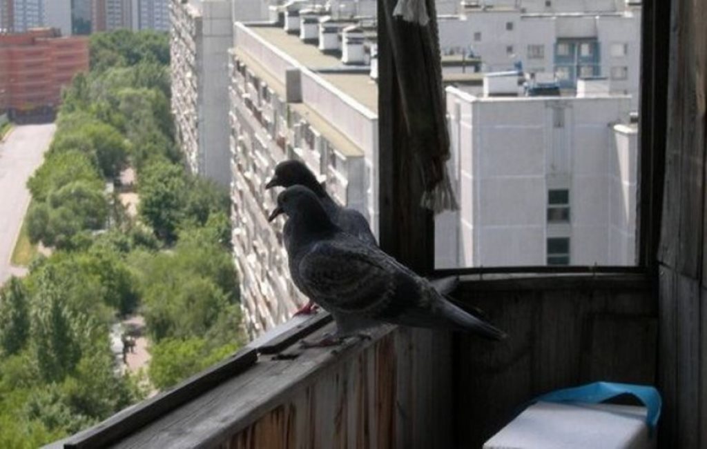 как прогнать голубей