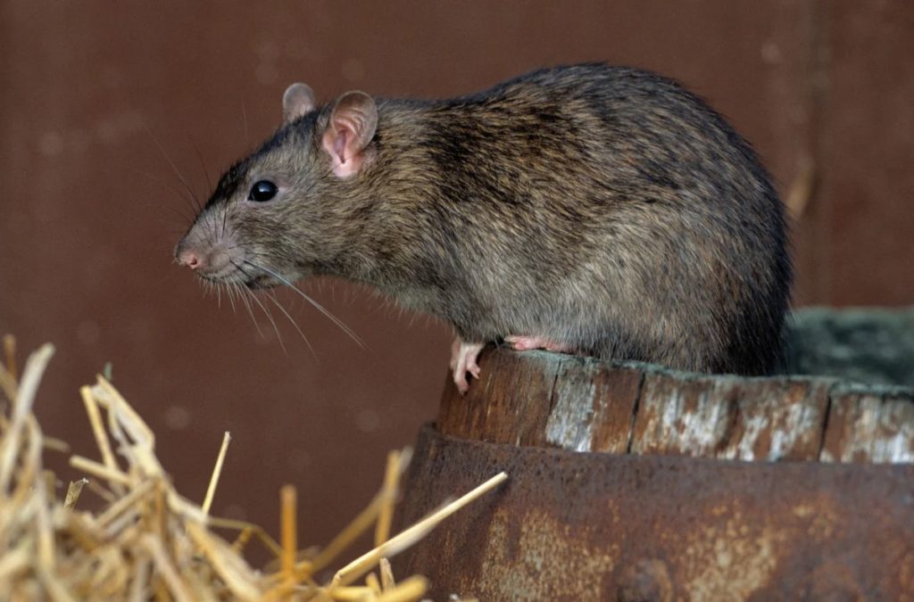 Отрава для крыс: эффективная травля крыс и мышей