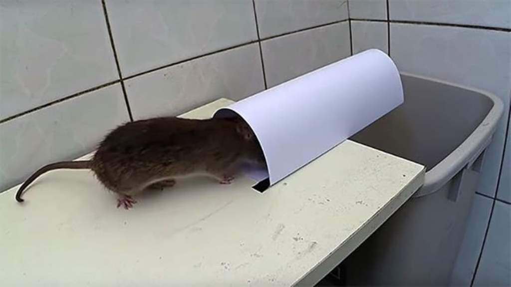 ловушка для крыс с тоннелем