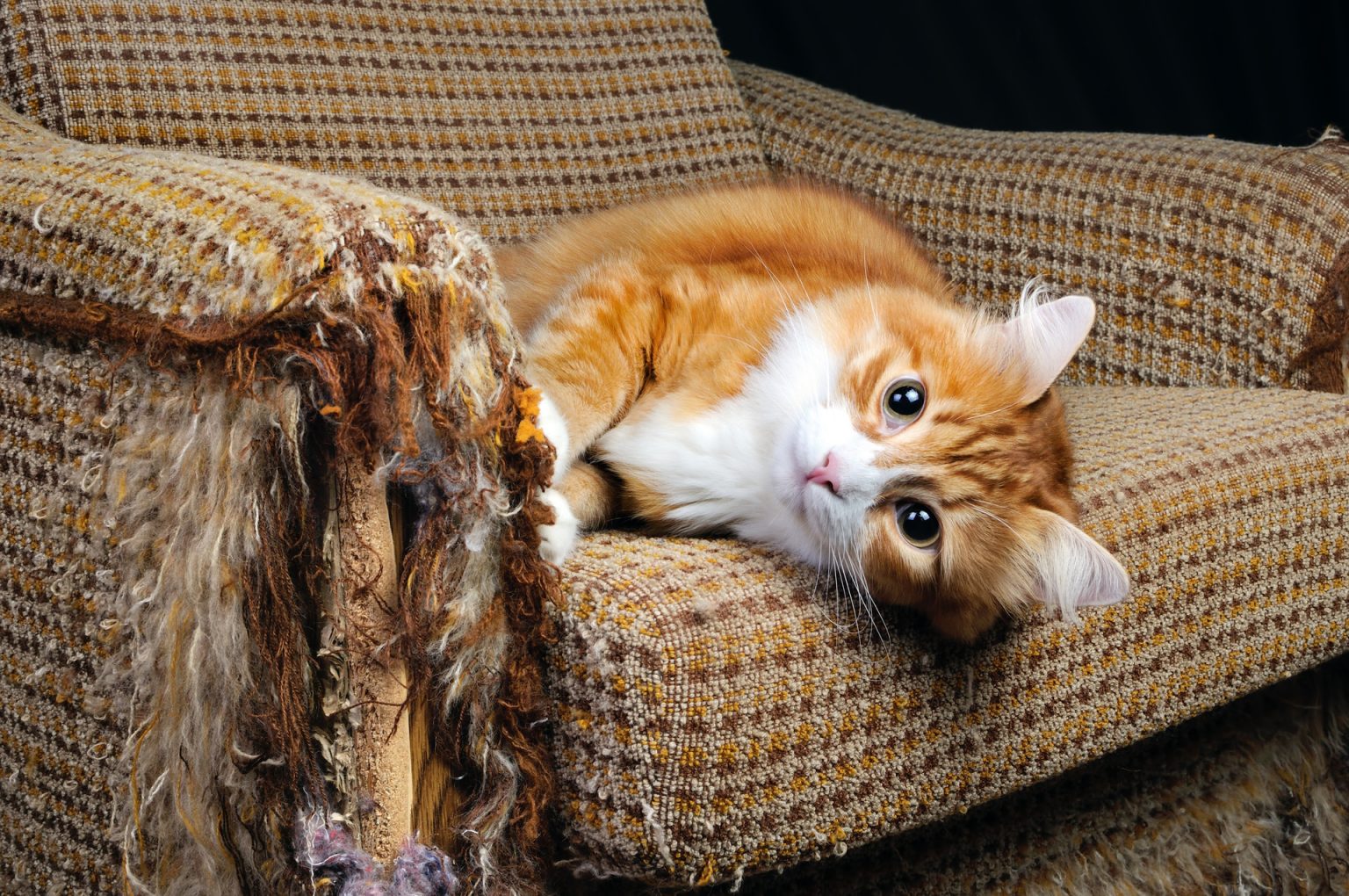 Все ли кошки дерут мебель и обои