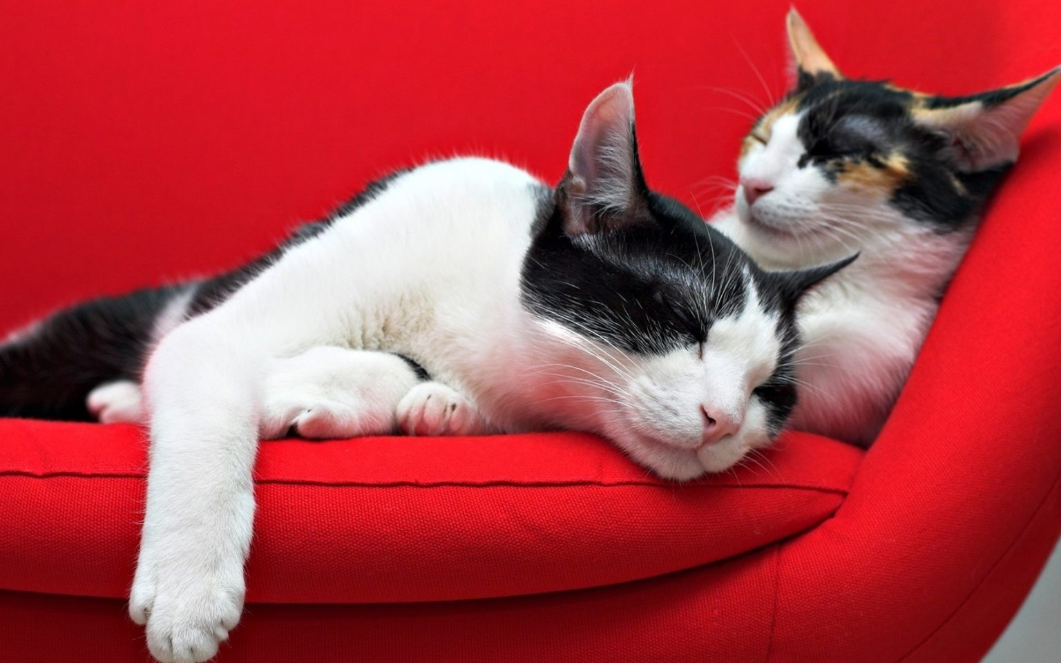 Средство от кошачьей мочи на диване