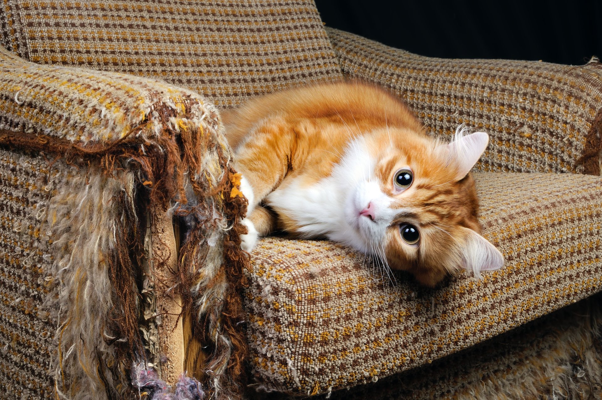 Рыжий котенок на диване