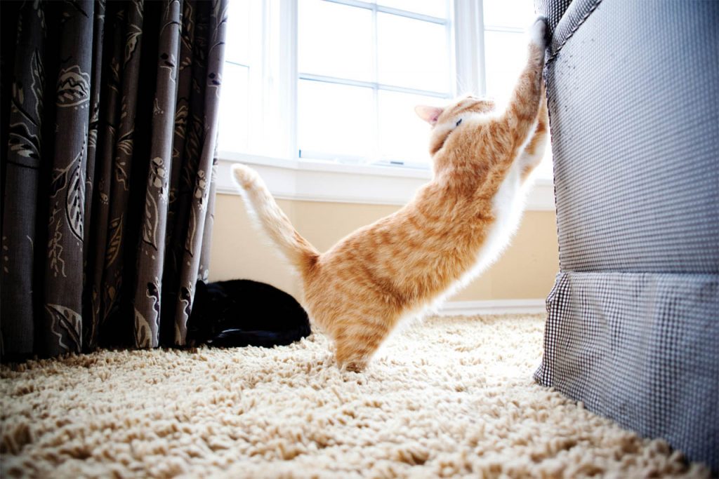 почему коты царапают диван