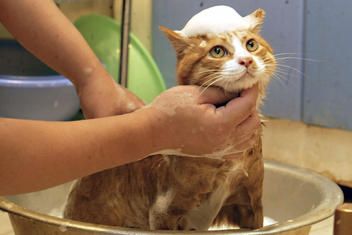 купать кошку специальным шампунем