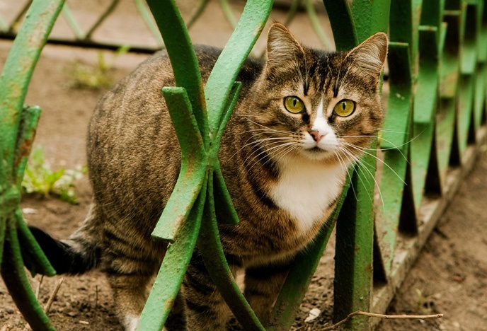 кошка в загородном доме