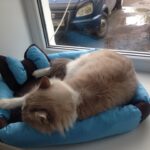 лежак для кота голубой