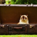 лежак для кота чемодан