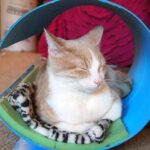 лежак для кота круглый