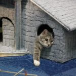 лежак для кота дом