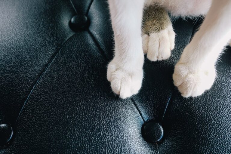 Царапины от кошки на диване
