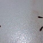 мучные жуки в доме