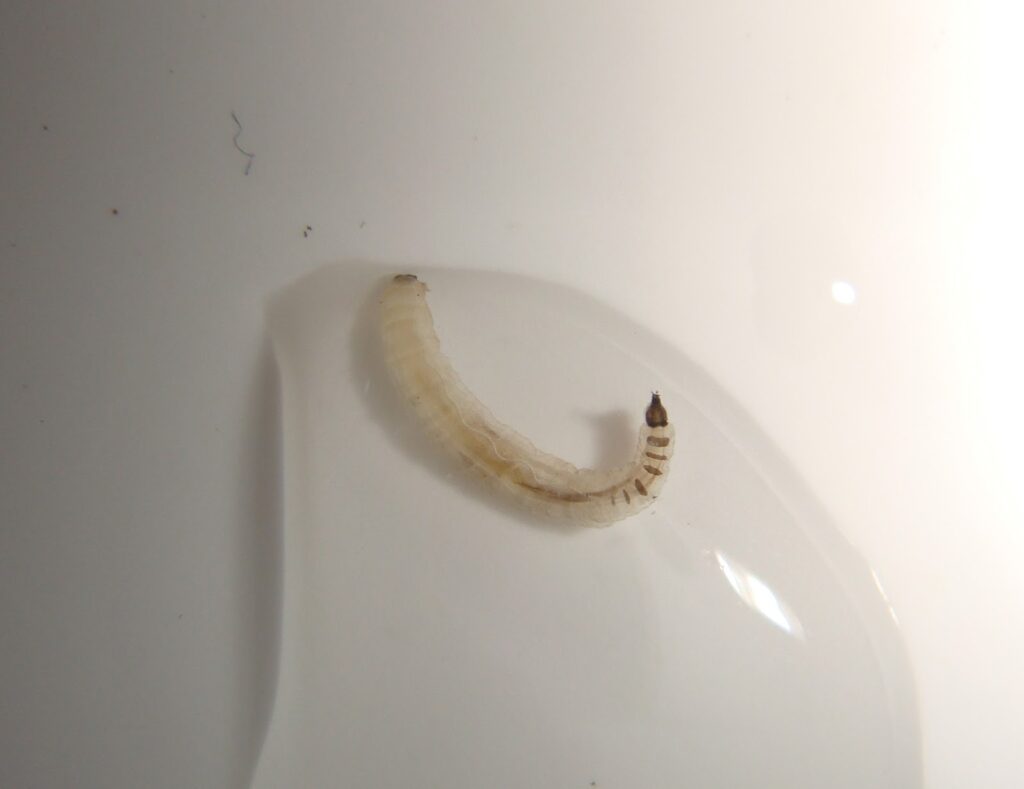 червяки в ванной комнате
