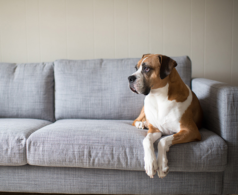 собака на диване фото