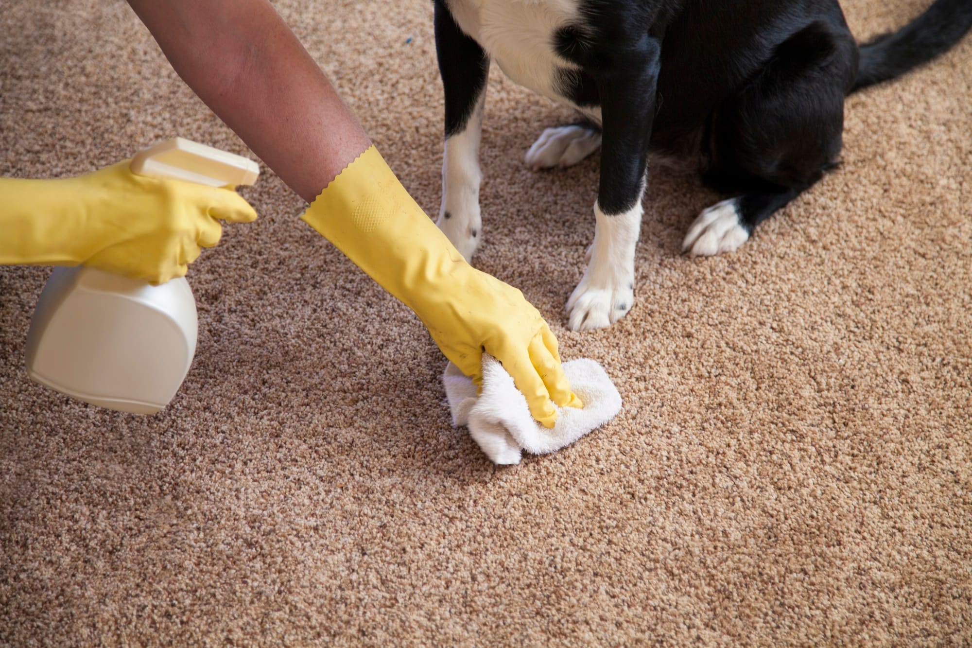 Общие советы по устранению запаха собачьей мочи